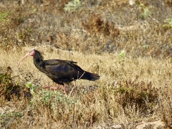 Northern Bald Ibis